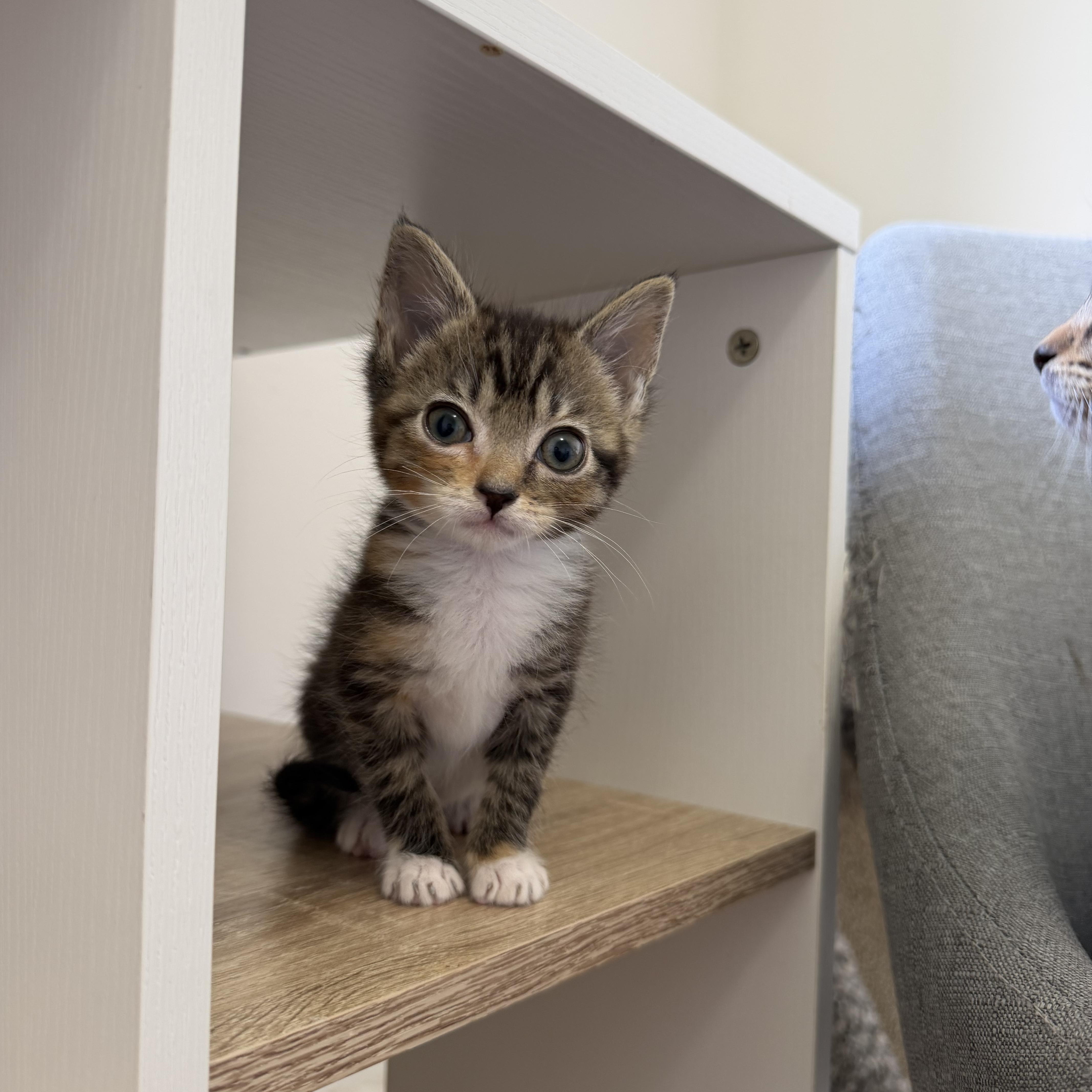 A baby medium-sized female Calico Domestic Short Hair cat named Aperol Spritz for adoption in Blacksburg, VA