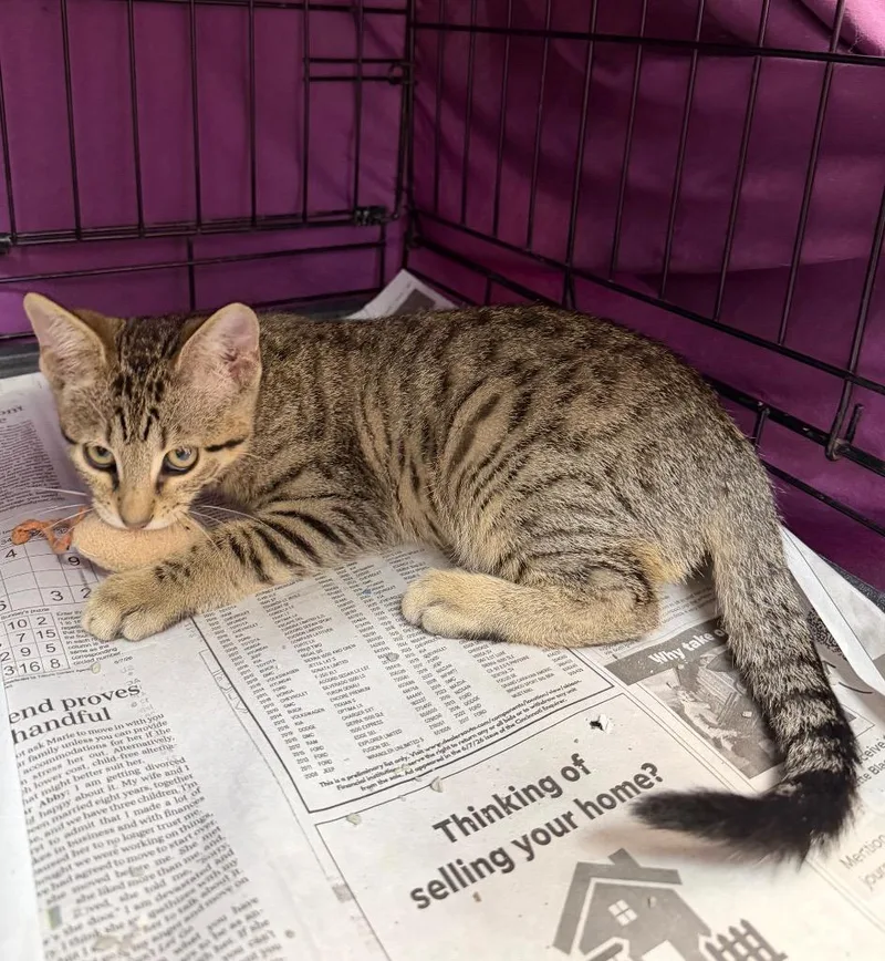 A baby medium-sized male Domestic Short Hair cat named Tahini for adoption in Cincinnati, OH