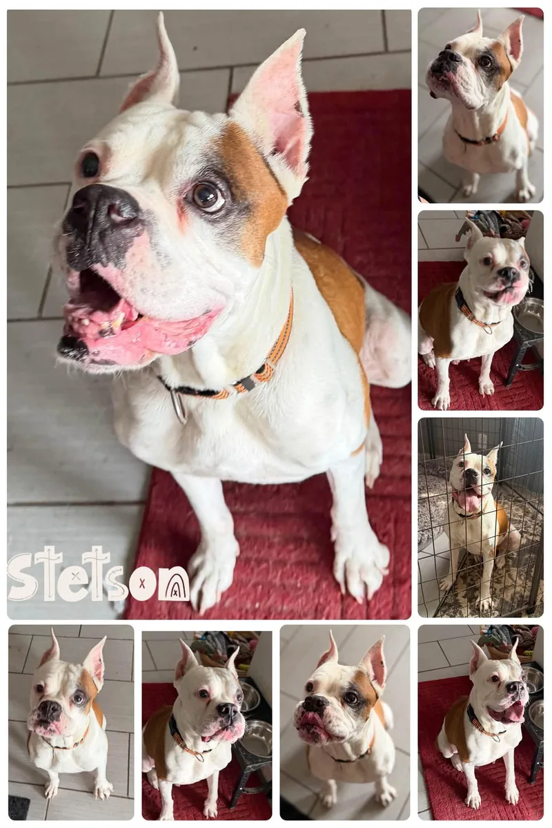 Stetson