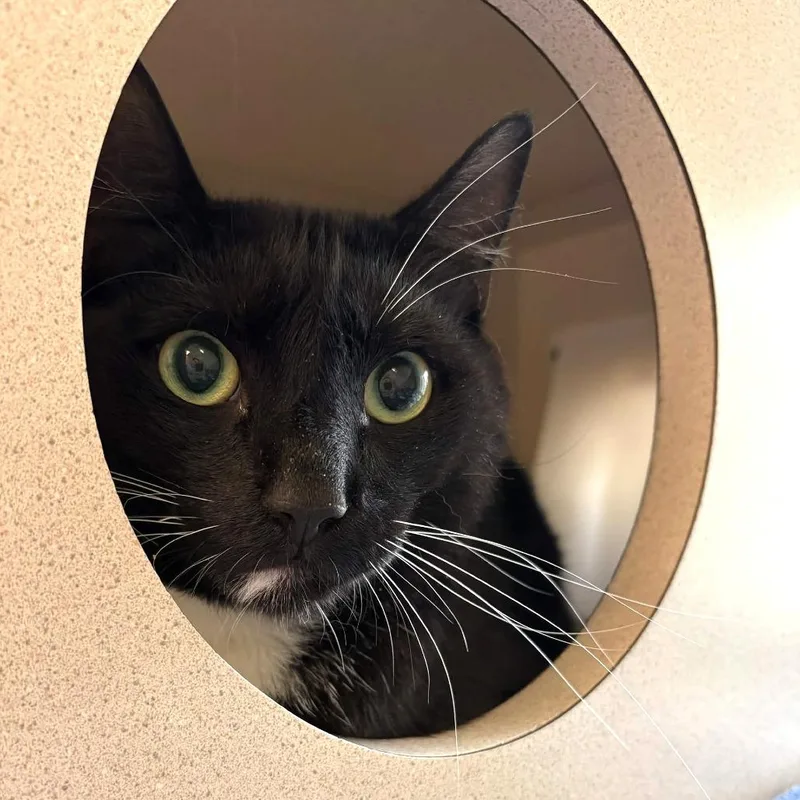 An adult small-sized male Black Domestic Short Hair cat named Sylvester for adoption in Gloucester, VA