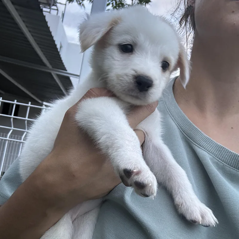 Bonbon