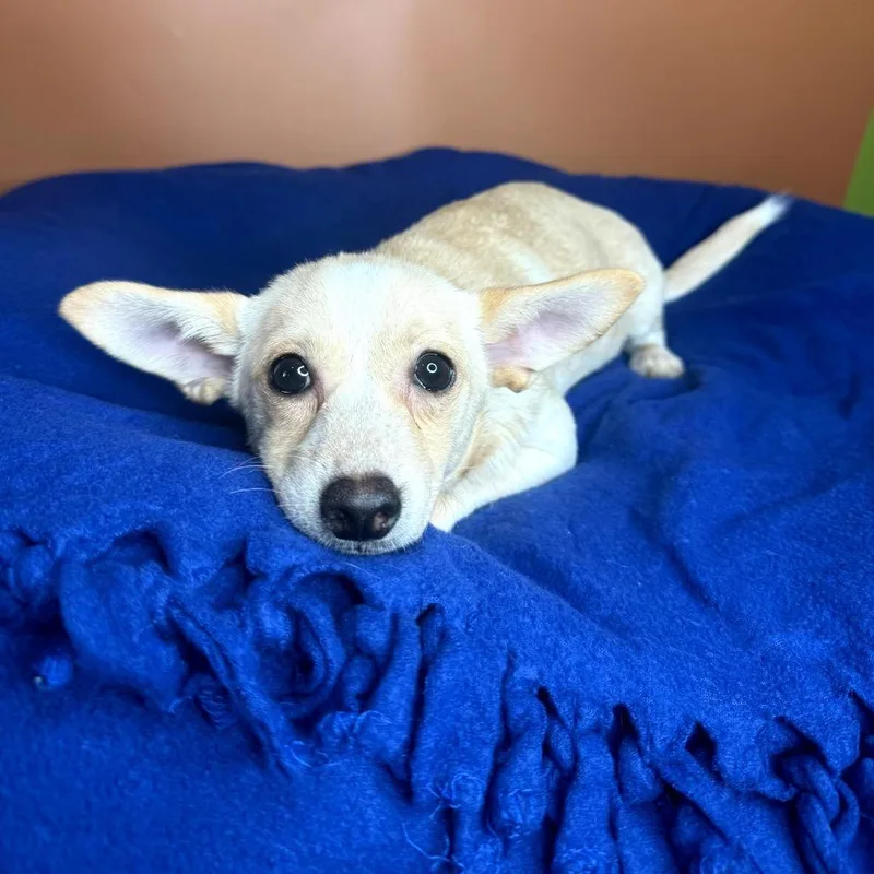 A baby small-sized female Apricot / Beige Chihuahua dog named Mindy for adoption in San Antonio, TX