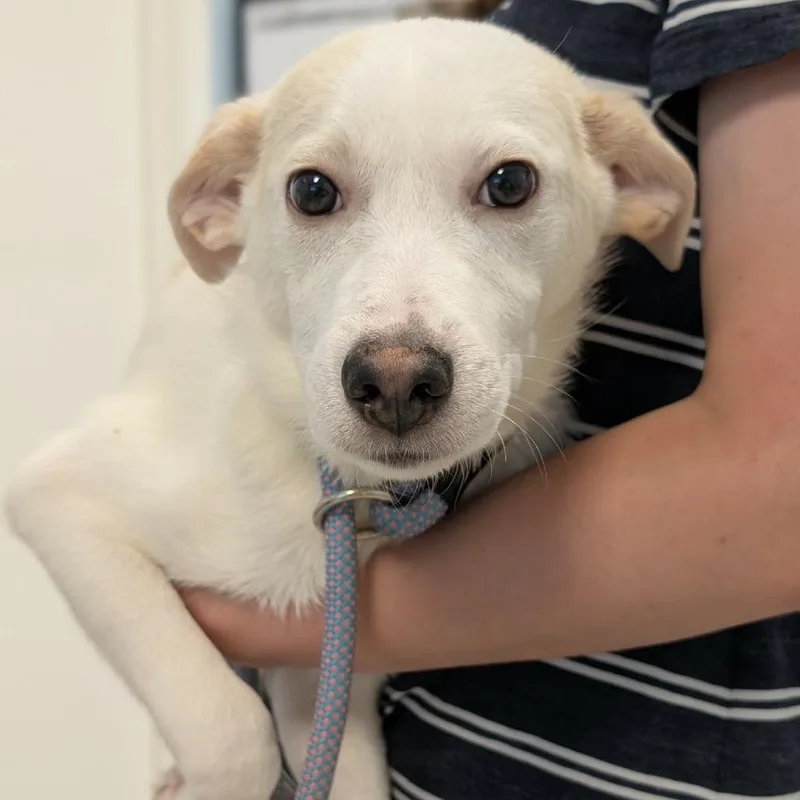 A baby small-sized female White / Cream Mixed Breed dog named Chloe Charming for adoption in Winchester, TN