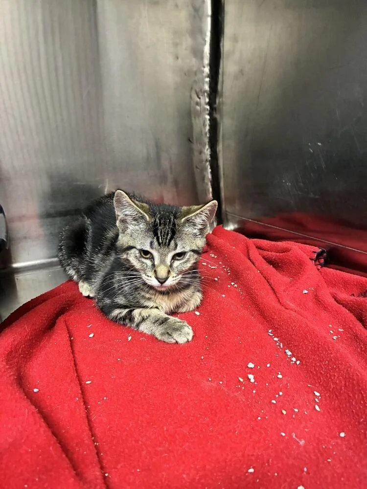 A baby small-sized female Domestic Short Hair cat named Indie for adoption in Marietta, GA