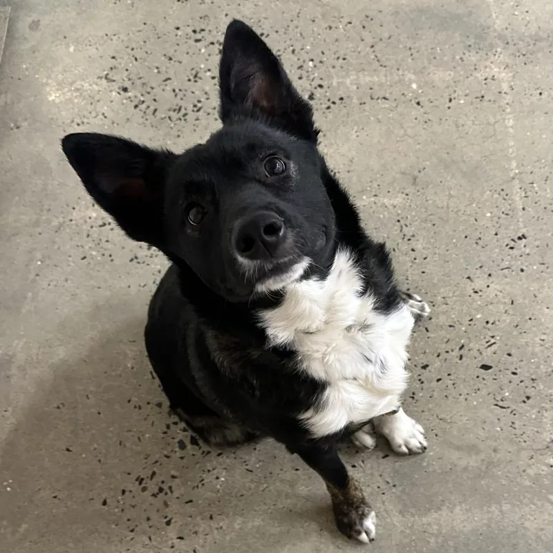 A young medium-sized male Black Mixed Breed dog named Patches for adoption in Charleston, WV