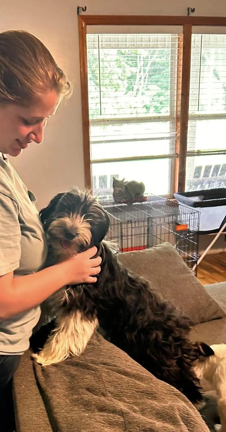 An adult small-sized female Black Lhasa Apso dog named Cynthia for adoption in Watertown, CT