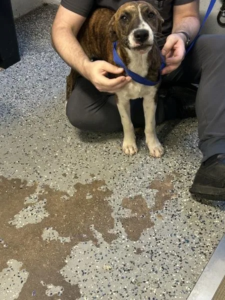 A young medium-sized male Pit Bull Terrier dog named Pan for adoption in Mobile, AL
