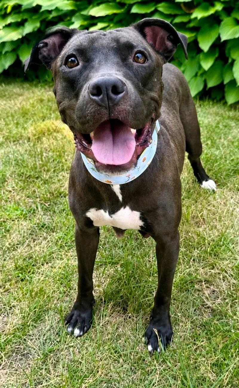 A young medium-sized female Pit Bull Terrier dog named Banyon for adoption in Framingham, MA