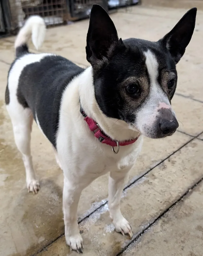 Finnegan thumbnail 3