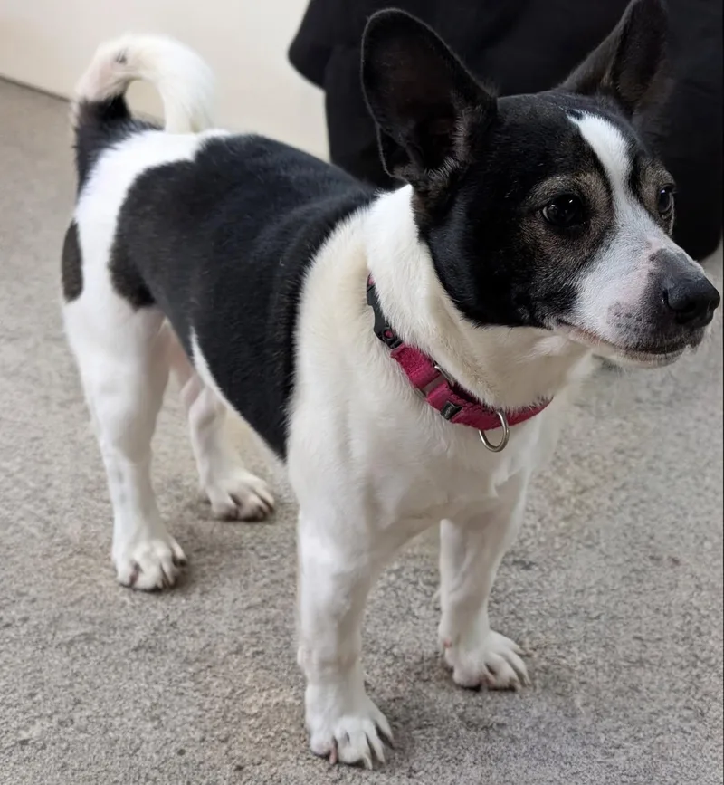 Finnegan thumbnail 4