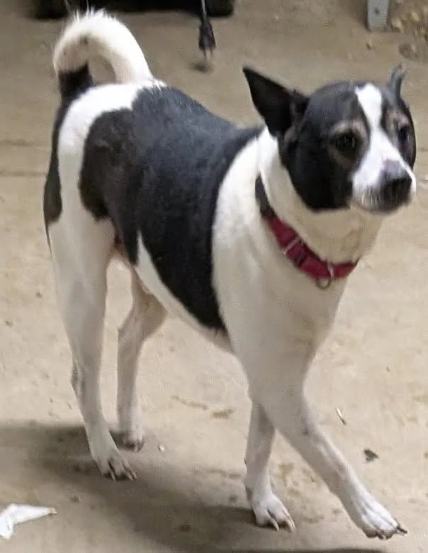 Finnegan thumbnail 5