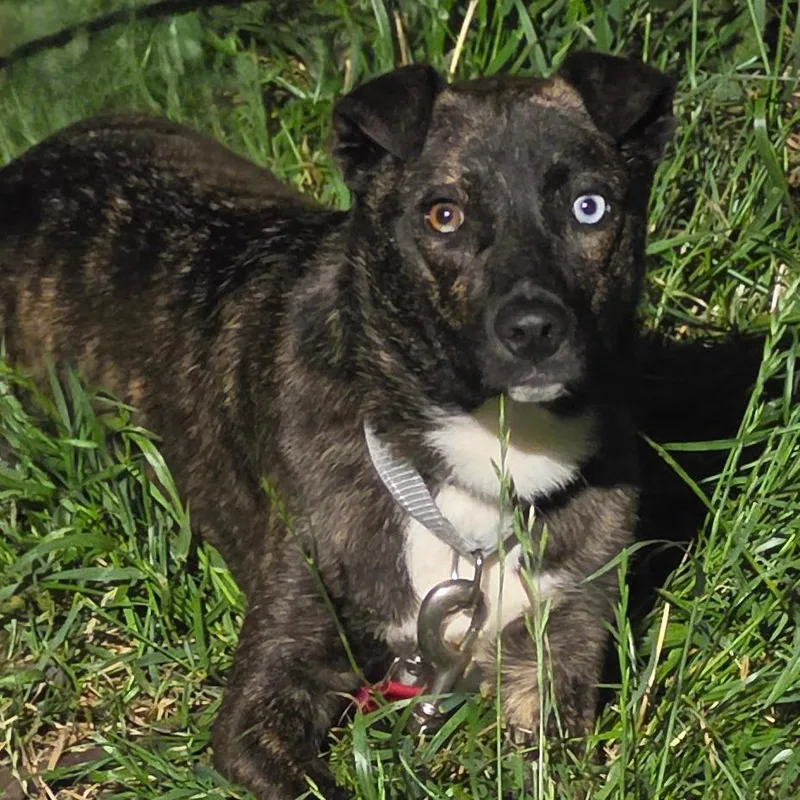 A young medium-sized female Brindle Mixed Breed dog named Nova for adoption in Centralia, WA