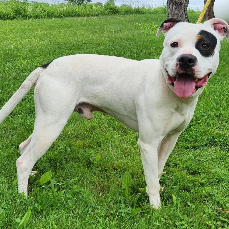 A young medium-sized male White / Cream Pit Bull Terrier dog named Dino for adoption in Batavia, NY