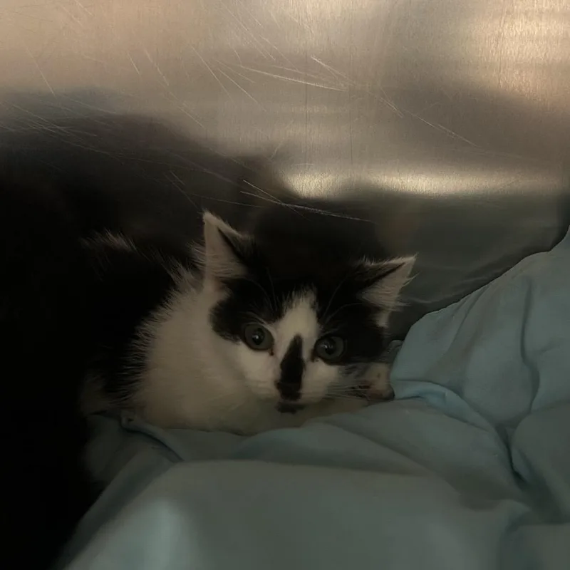 A baby small-sized female White Domestic Short Hair cat named Woozer for adoption in Charlottesville, VA