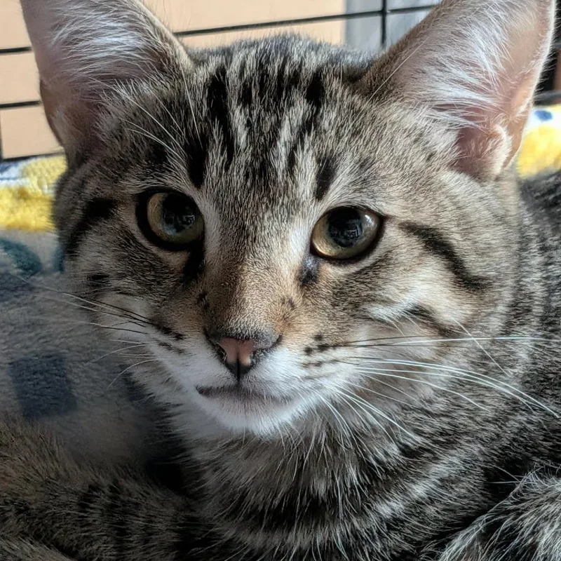 A young small-sized male Brown / Chocolate Domestic Short Hair cat named Blinky Myers for adoption in Eagle Mountain, UT
