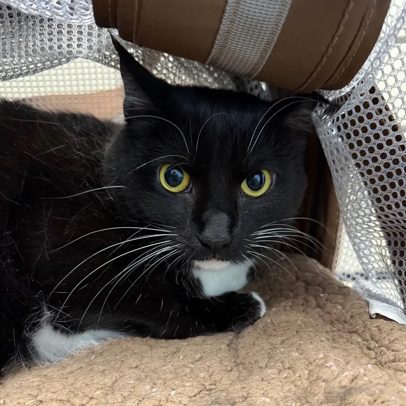 An adult large-sized female Black Domestic Short Hair cat named Blair for adoption in DeKalb, IL