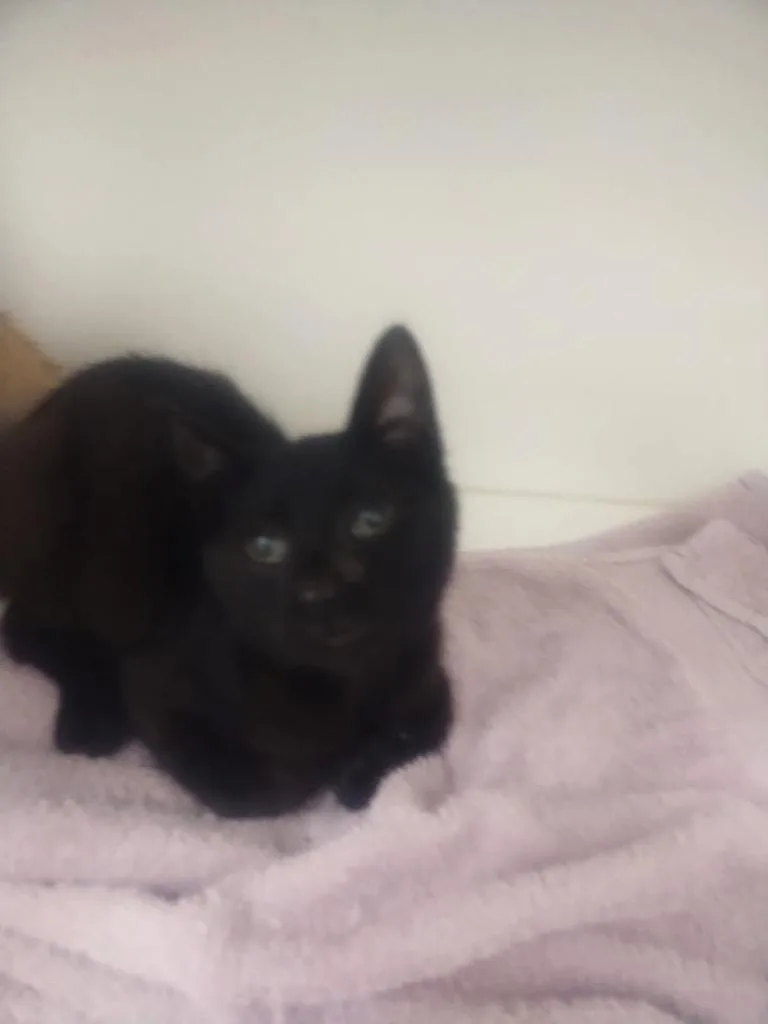 A baby medium-sized male Domestic Short Hair cat named Bobby for adoption in Oxford, NC