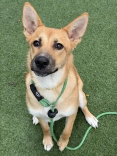 A young medium-sized female German Shepherd Dog dog named Remi for adoption in Chatsworth, CA