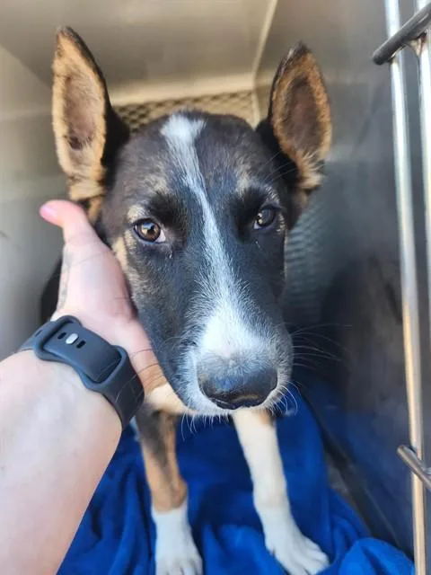 A baby small-sized female Tricolor (Brown, Black, & White) German Shepherd Dog dog named Nami  URGENT for adoption in Thousand Oaks, CA