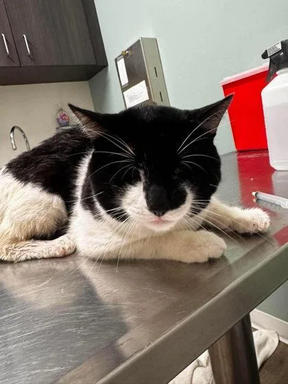 An adult large-sized male Black & White / Tuxedo Domestic Short Hair cat named MeechieMoo for adoption in Annapolis, MD