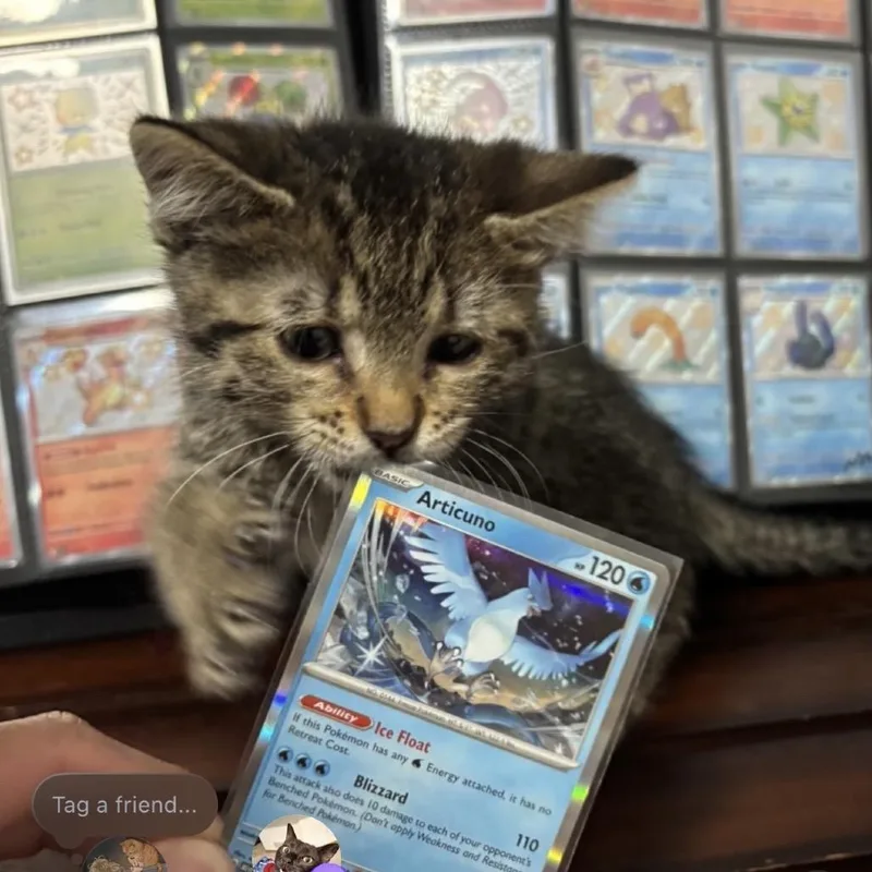 Articuno thumbnail 4