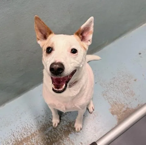 An adult medium-sized male Rat Terrier dog named Pip for adoption in Ogdensburg, NY