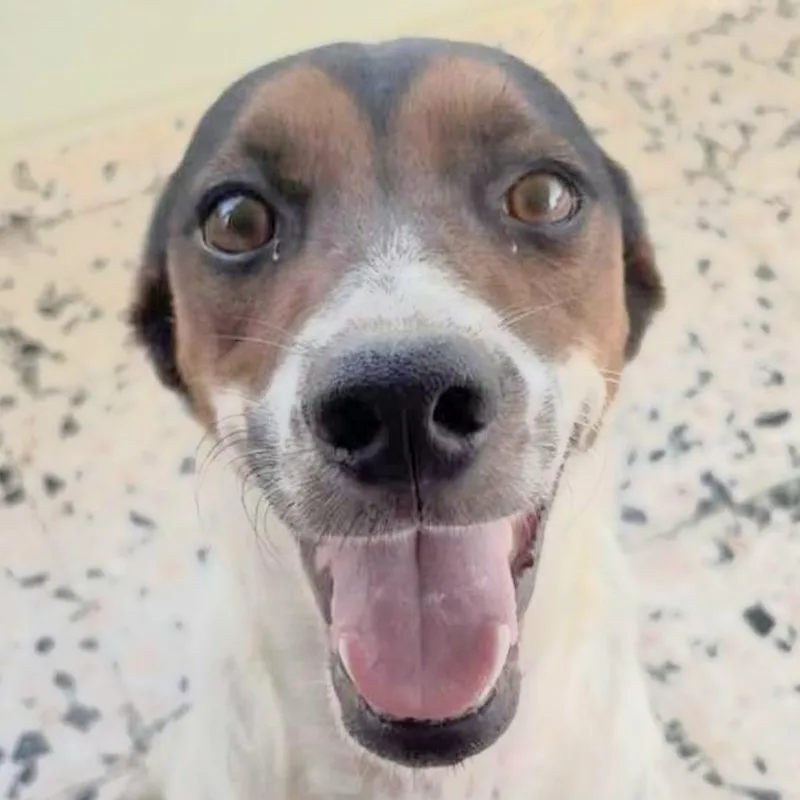 A young medium-sized female Tricolor (Brown, Black, & White) Beagle dog named Alluka "my Look Is for adoption in New York, NY