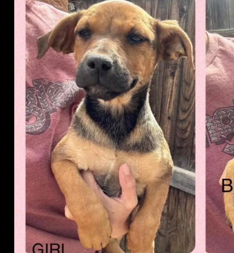 A baby medium-sized female Pit Bull Terrier dog named Lulu for adoption in Lafayette, CO