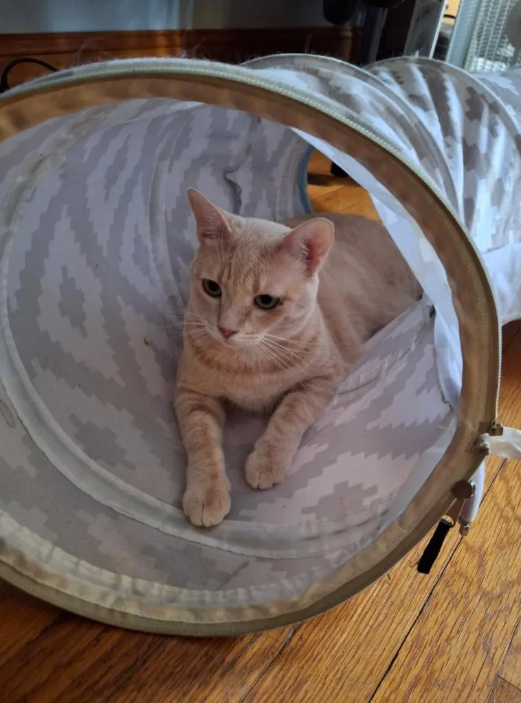 An adult small-sized female Domestic Short Hair cat named Sawyer for adoption in Ballwin, MO