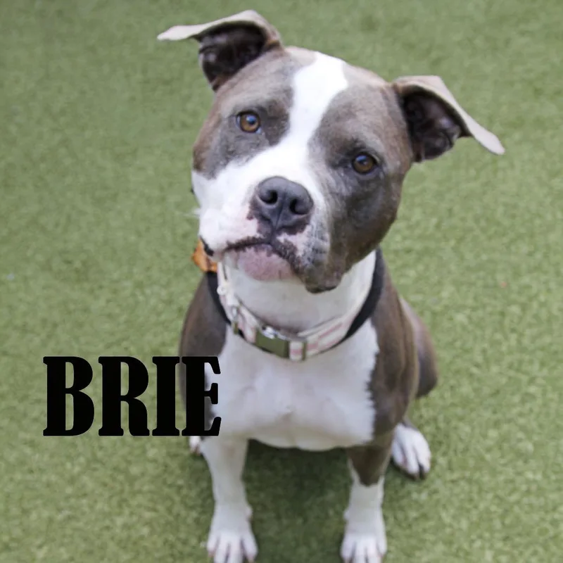 Brie thumbnail 3