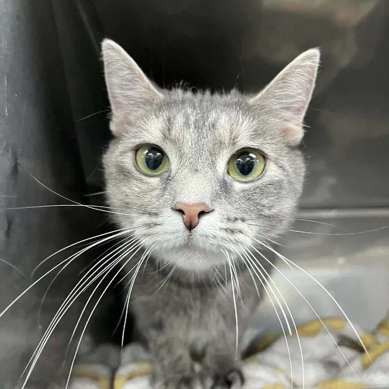 A young medium-sized female Tortoiseshell Domestic Short Hair cat named Mosbee for adoption in Lyndhurst, VA