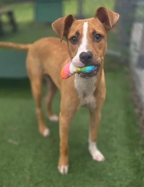 A young small-sized female Mixed Breed dog named Sandytoes for adoption in Columbia, SC