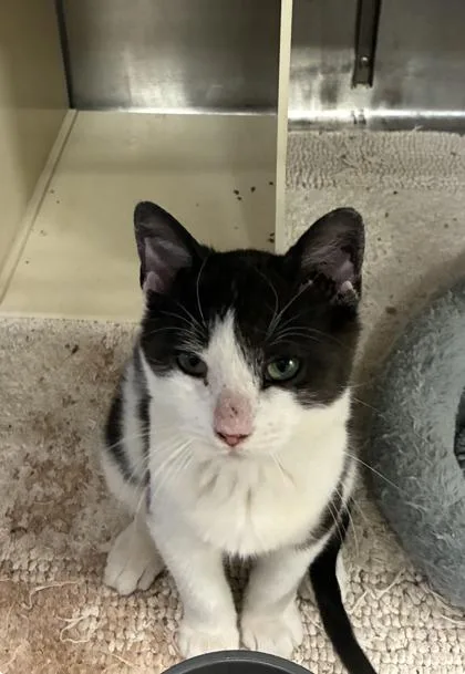 Meowdy Moo thumbnail 2