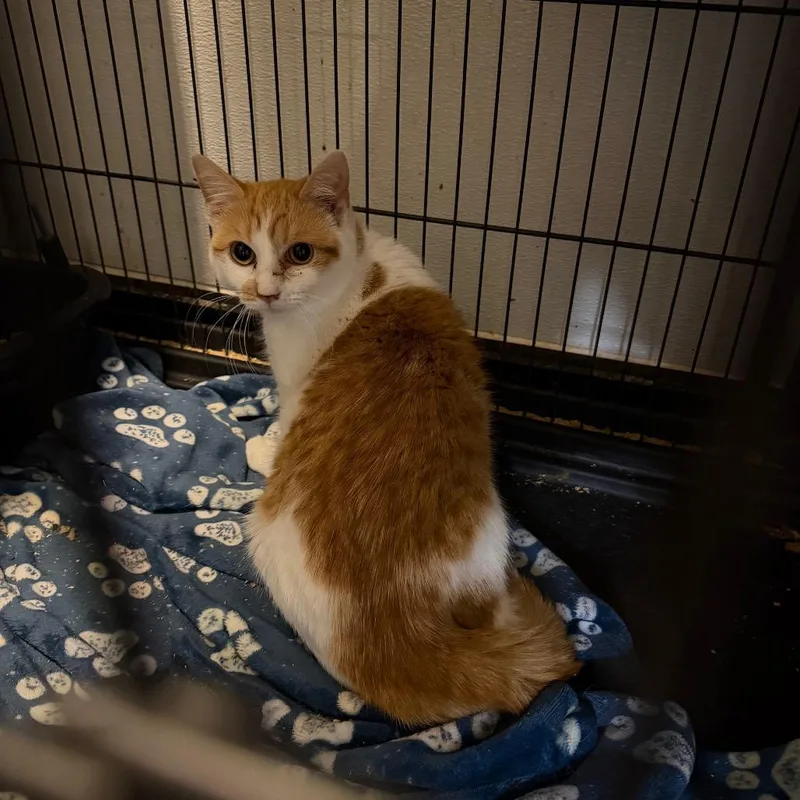 A young small-sized female Orange / Red Domestic Short Hair cat named Dahlia for adoption in Fredericksburg, VA