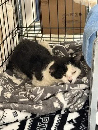 An adult medium-sized male Domestic Short Hair cat named Seinfeld for adoption in Lowell, MA