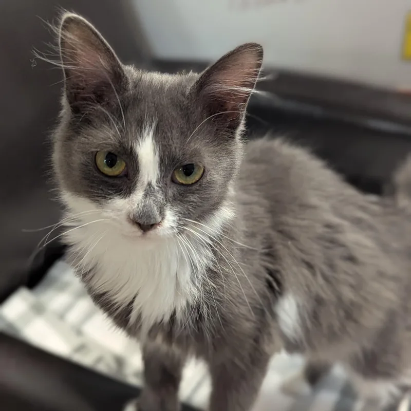 A baby small-sized female Gray & White Domestic Long Hair cat named Sprout for adoption in Madison, WI