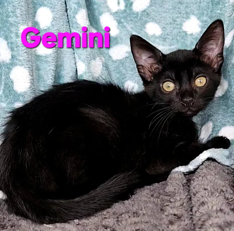 A baby medium-sized female Black Domestic Short Hair cat named Gemini for adoption in Macon, GA