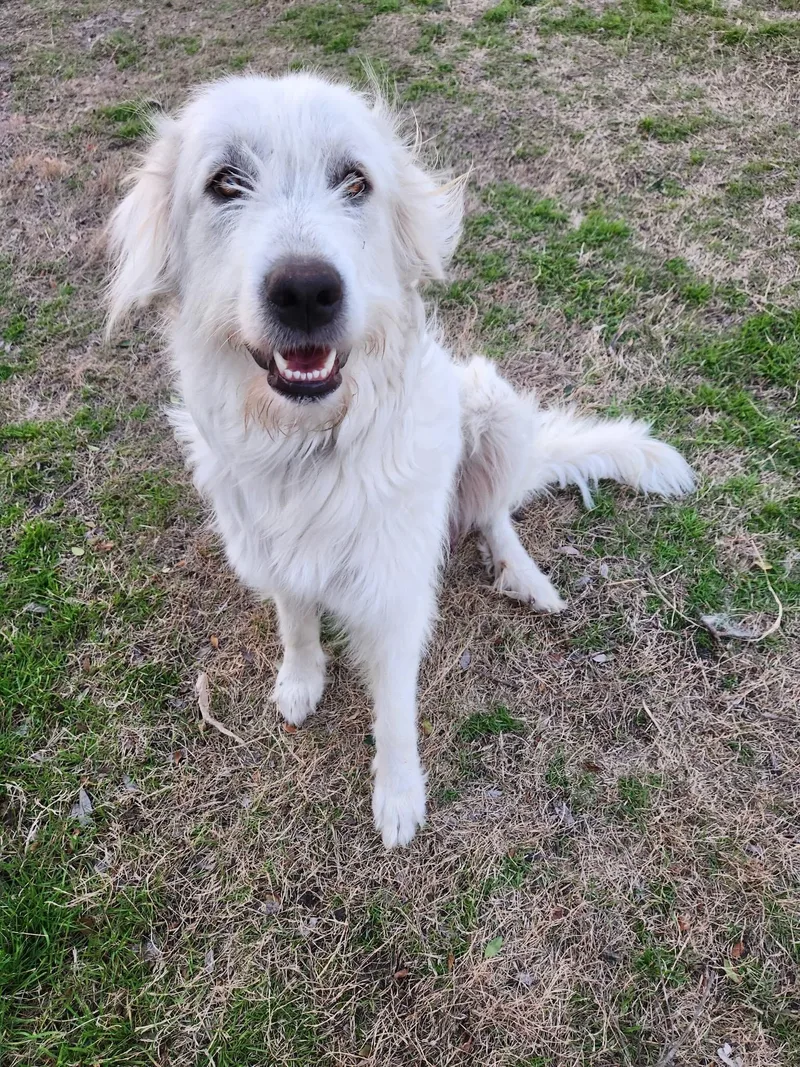 Meadow Dfw thumbnail 6