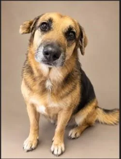 An adult large-sized female Black German Shepherd Dog dog named Caroline for adoption in Woodbine, GA