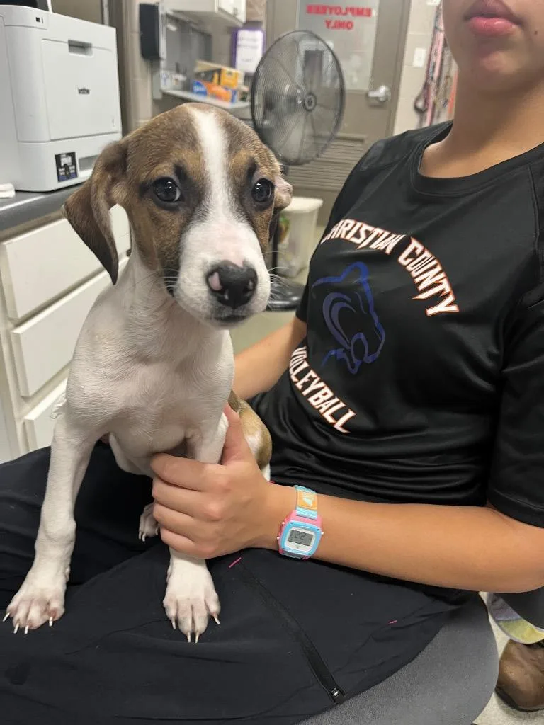A baby medium-sized female Hound dog named Apple for adoption in Hopkinsville, KY