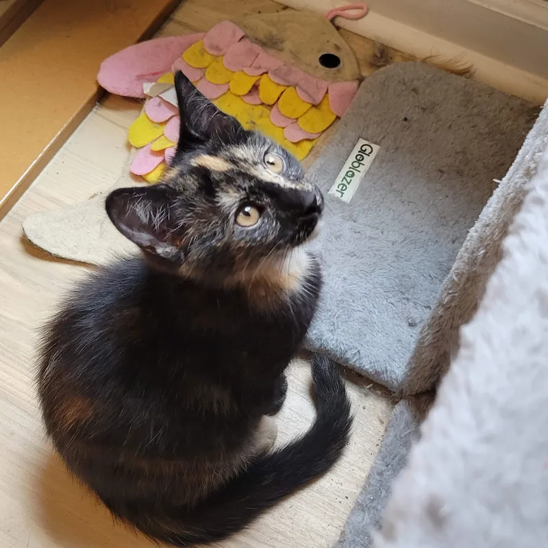 A baby medium-sized female Tortoiseshell cat named Novalee for adoption in Sanford, NC
