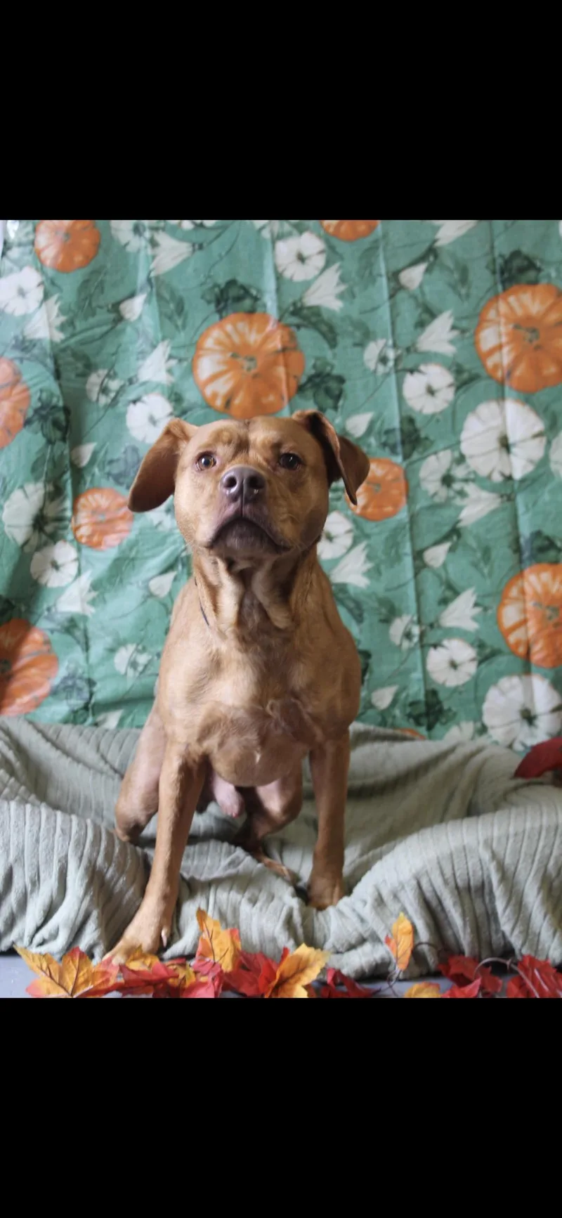 An adult medium-sized male Red / Chestnut / Orange Shar-Pei dog named Red for adoption in Berea, KY