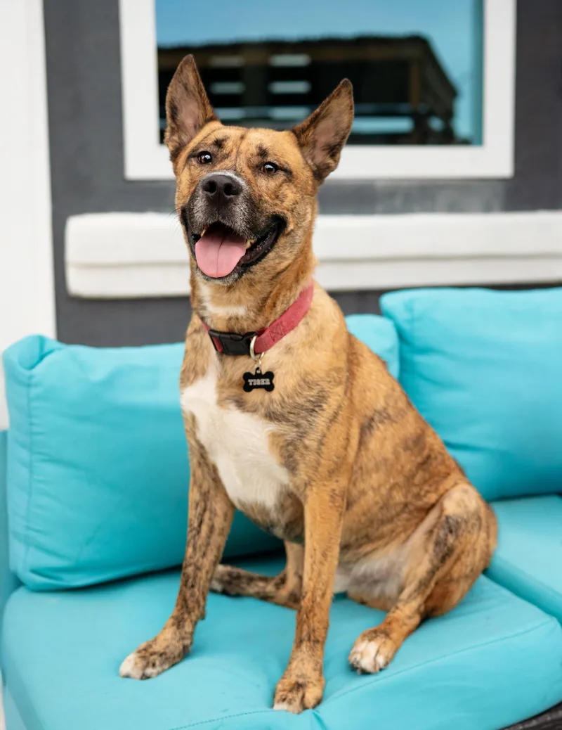 An adult medium-sized male Brindle Husky dog named Tiger for adoption in Las Vegas, NV