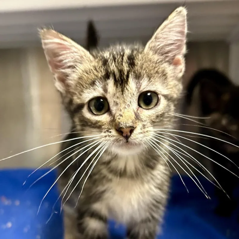 A baby small-sized female Domestic Short Hair cat named Cinnamon for adoption in St Joseph, MO