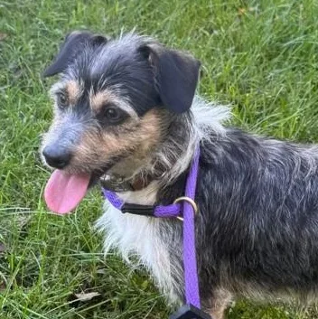 A young small-sized male Terrier dog named Schnitzel for adoption in Manassas, VA