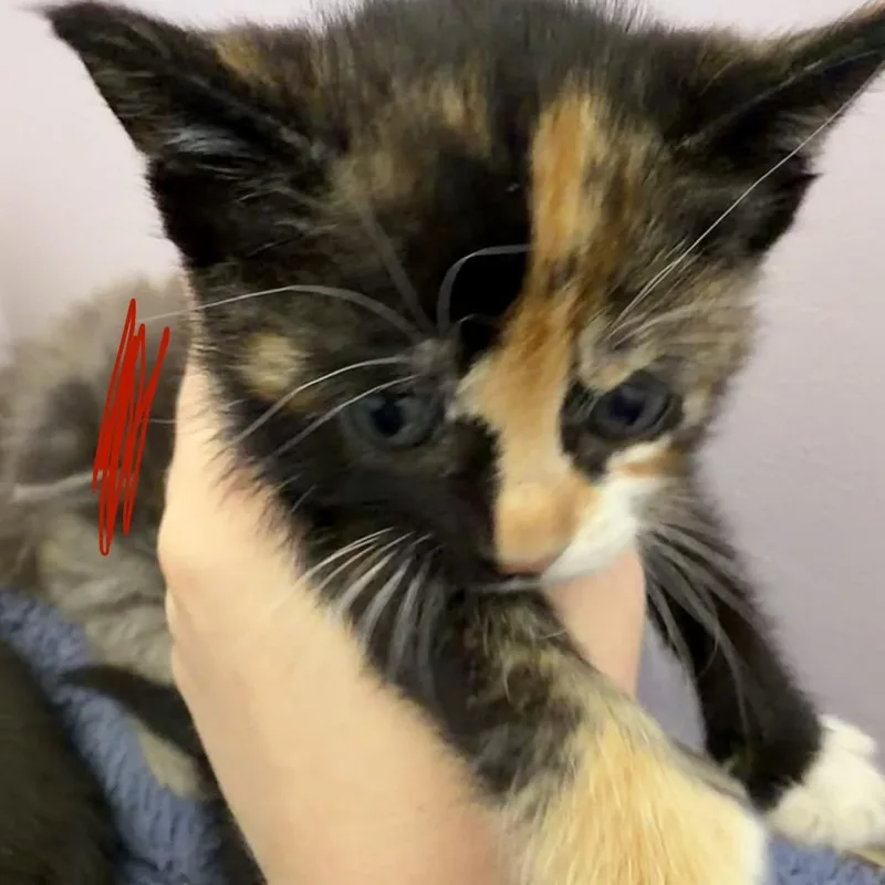 A baby small-sized female Calico Domestic Short Hair cat named Penny Cloud for adoption in San Pablo, CA