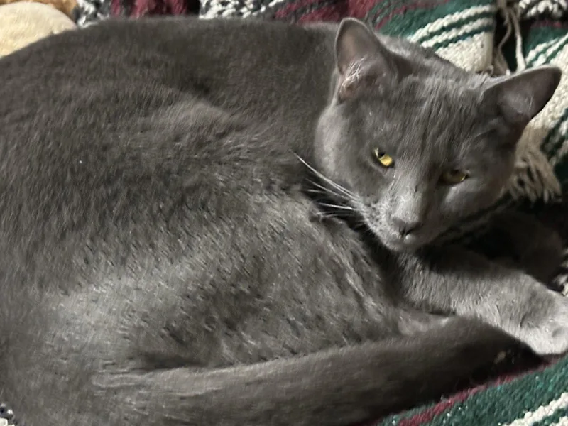 A baby medium-sized male Gray / Blue / Silver Domestic Short Hair cat named Tinsel for adoption in Northfield, OH