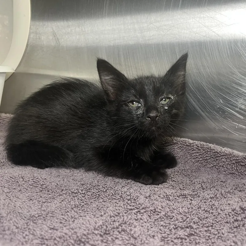 A baby small-sized male Black Domestic Short Hair cat named Bart for adoption in Palm Springs, CA