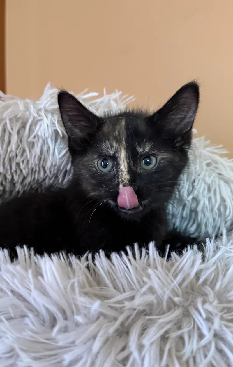 A baby medium-sized female Black Domestic Short Hair cat named Della for adoption in South Elgin, IL