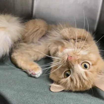 An adult medium-sized female Domestic Medium Hair cat named Abbie for adoption in Janesville, WI
